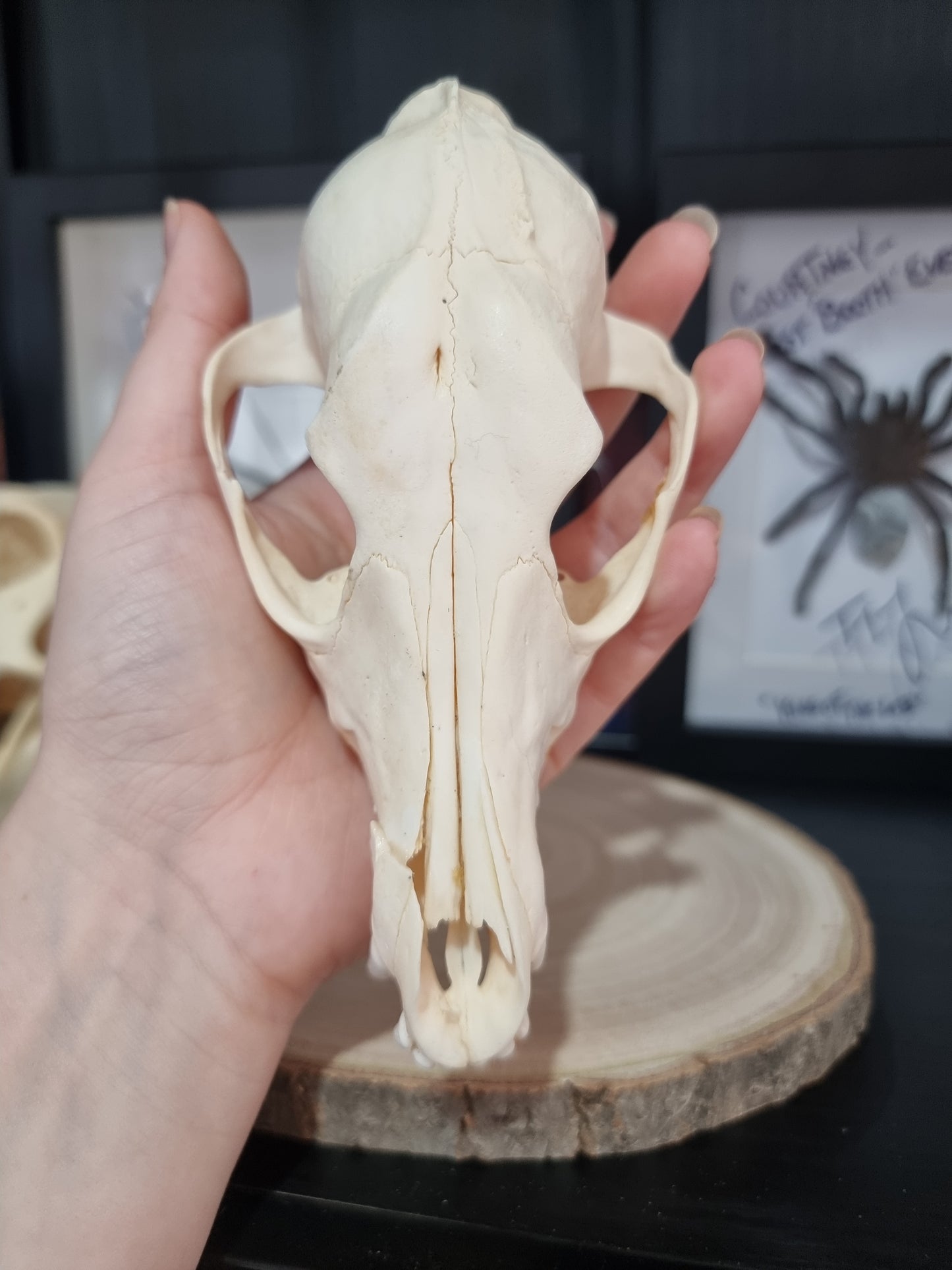 Jackal Half Skull #2