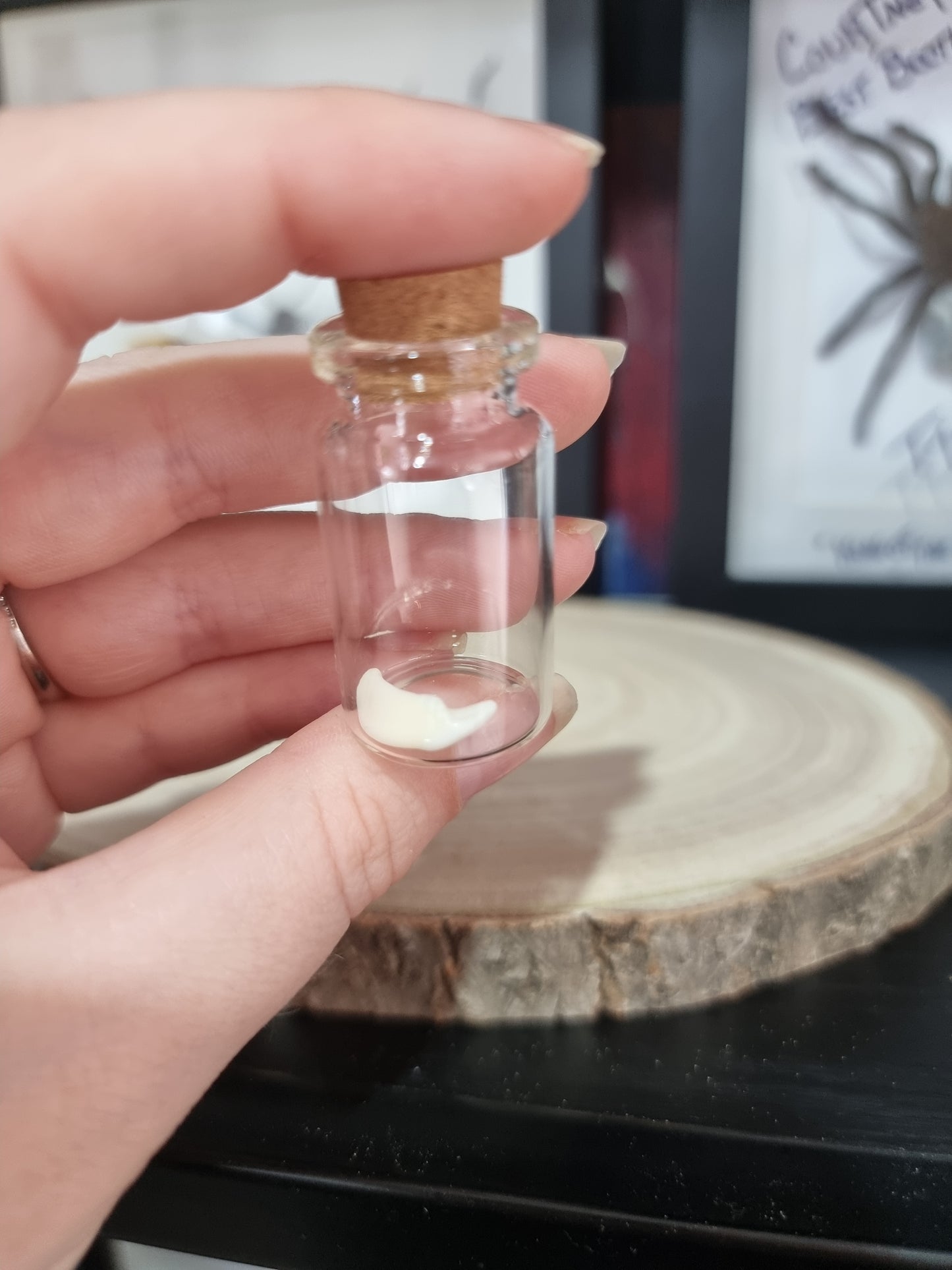 Canine Jackal Tooth Small Jar