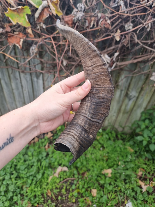 Big Goat Horn #2