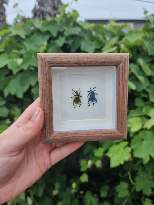 Mini Framed Double Beetle