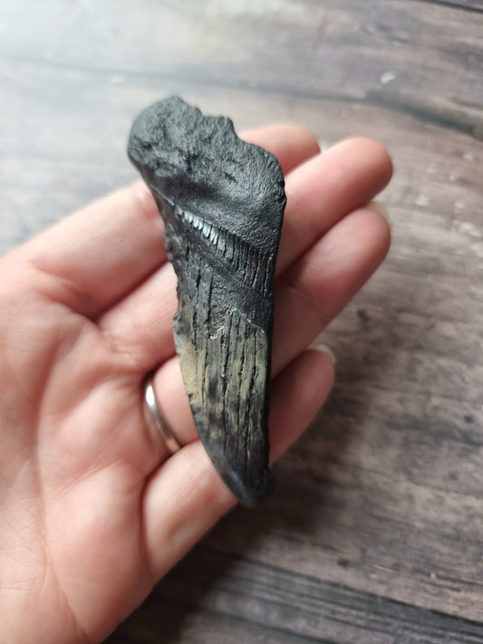 Large Megalodon Tooth Shard #9