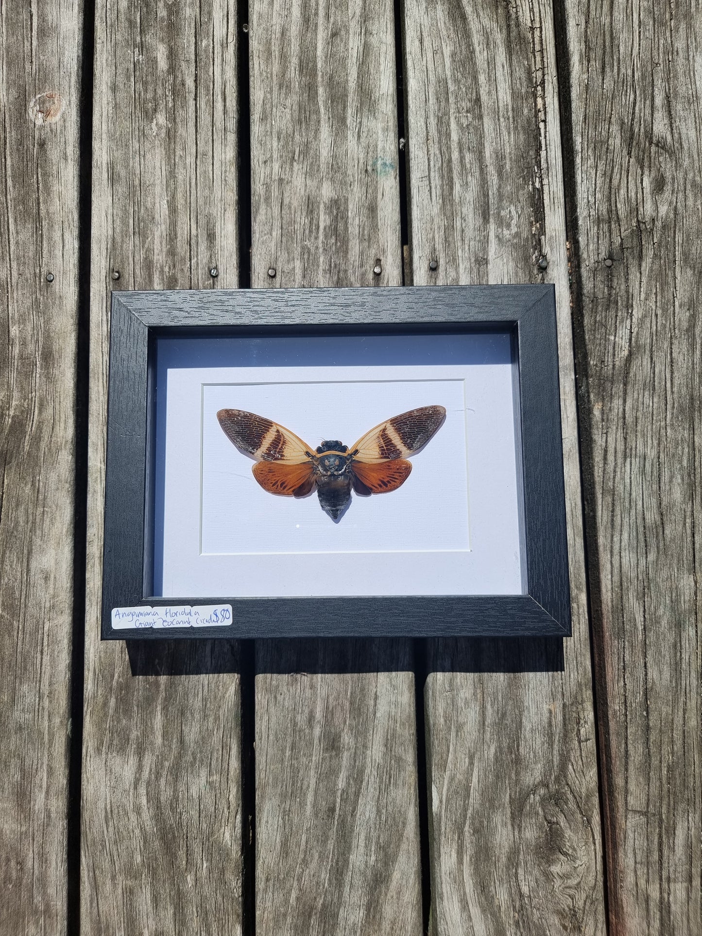 Framed Giant Coconut Cicada