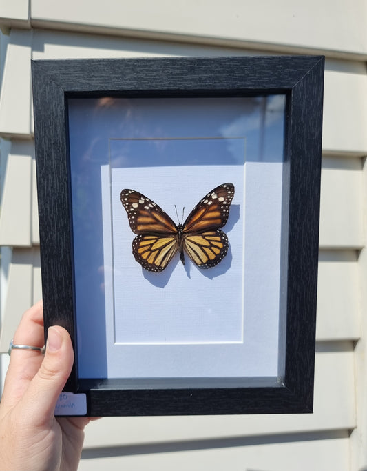 Framed Monarch Butterfly