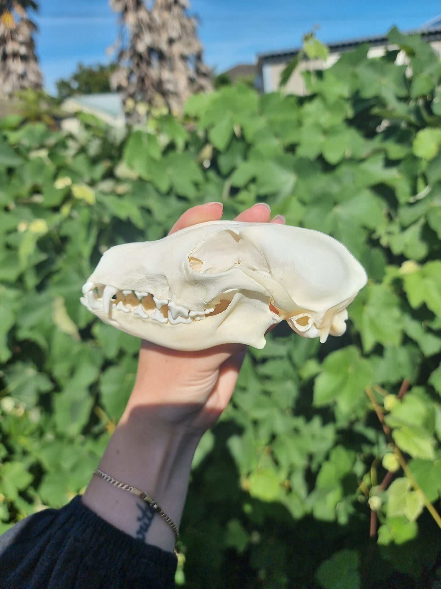 Fox Skull
