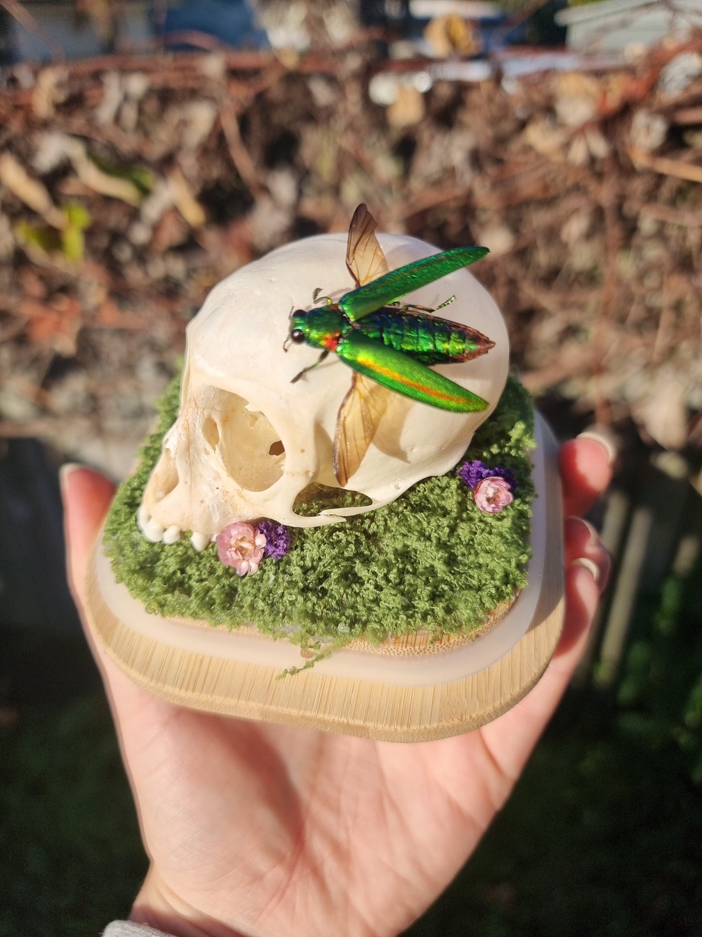 Vervet Money Skull With Jewel Beetle Dome