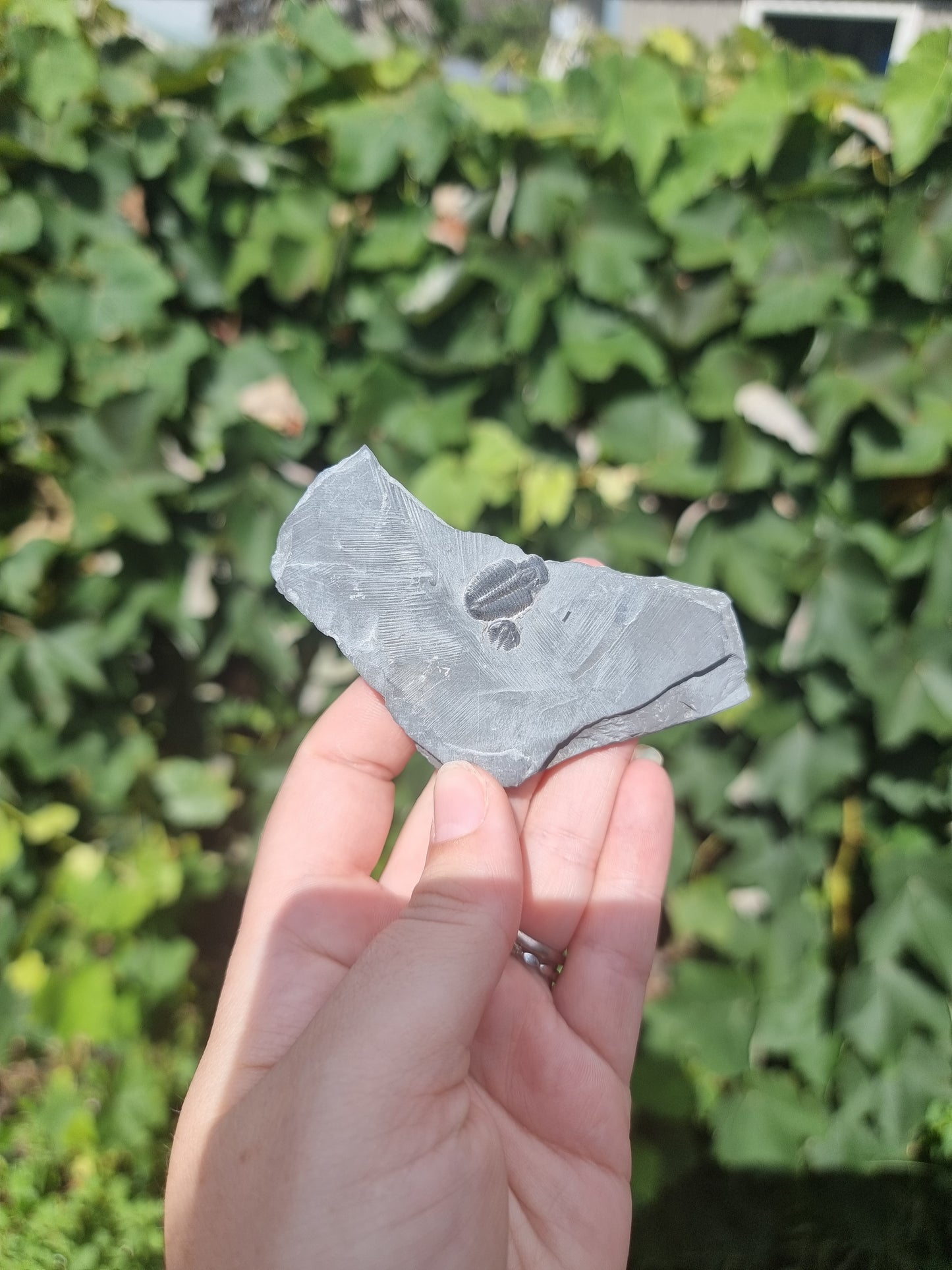 Elrathia Kingi Trilobite #5