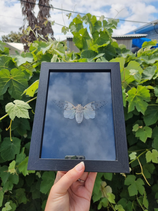 Ghost Cicada Frame #1