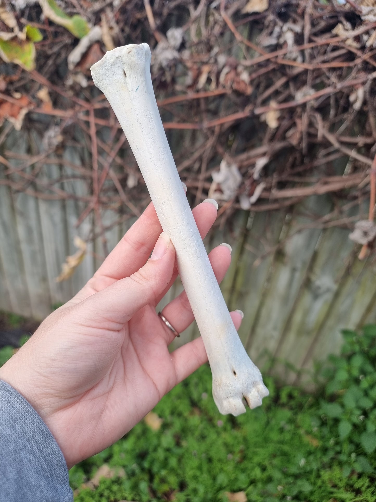 Leg Bone