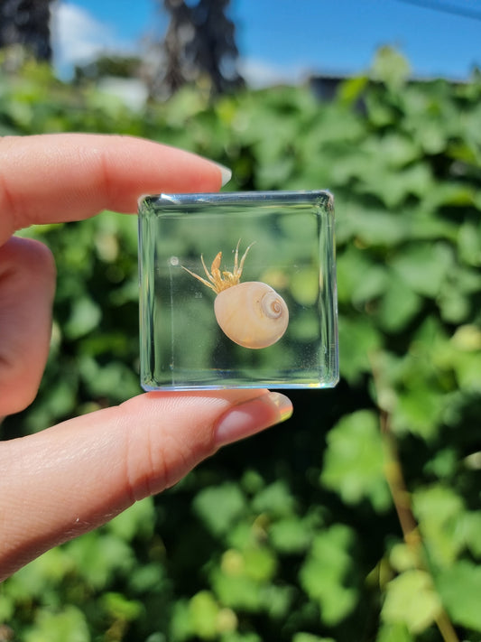 Hermit Crab In Resin