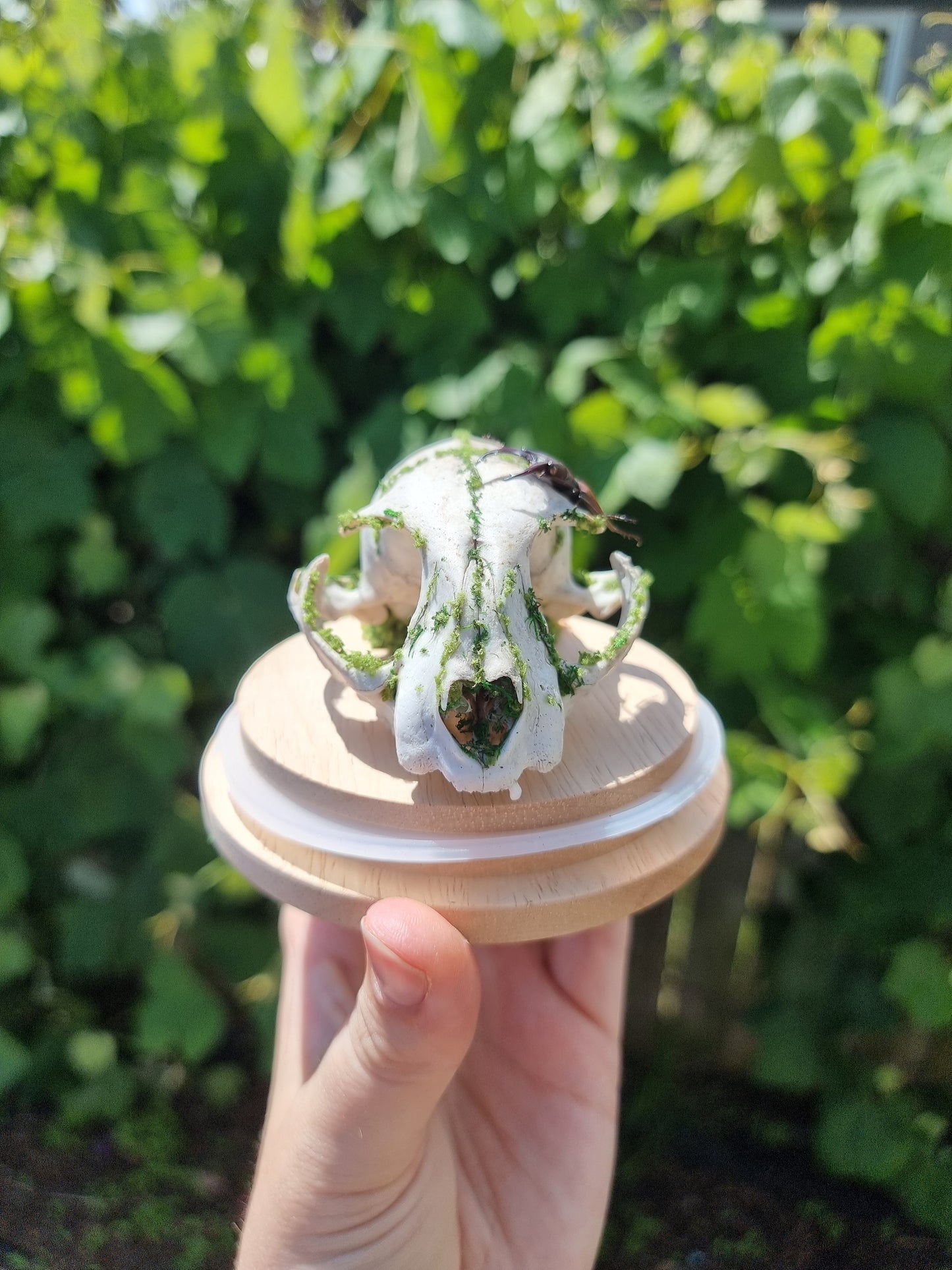 Feral Cat Skull Dome