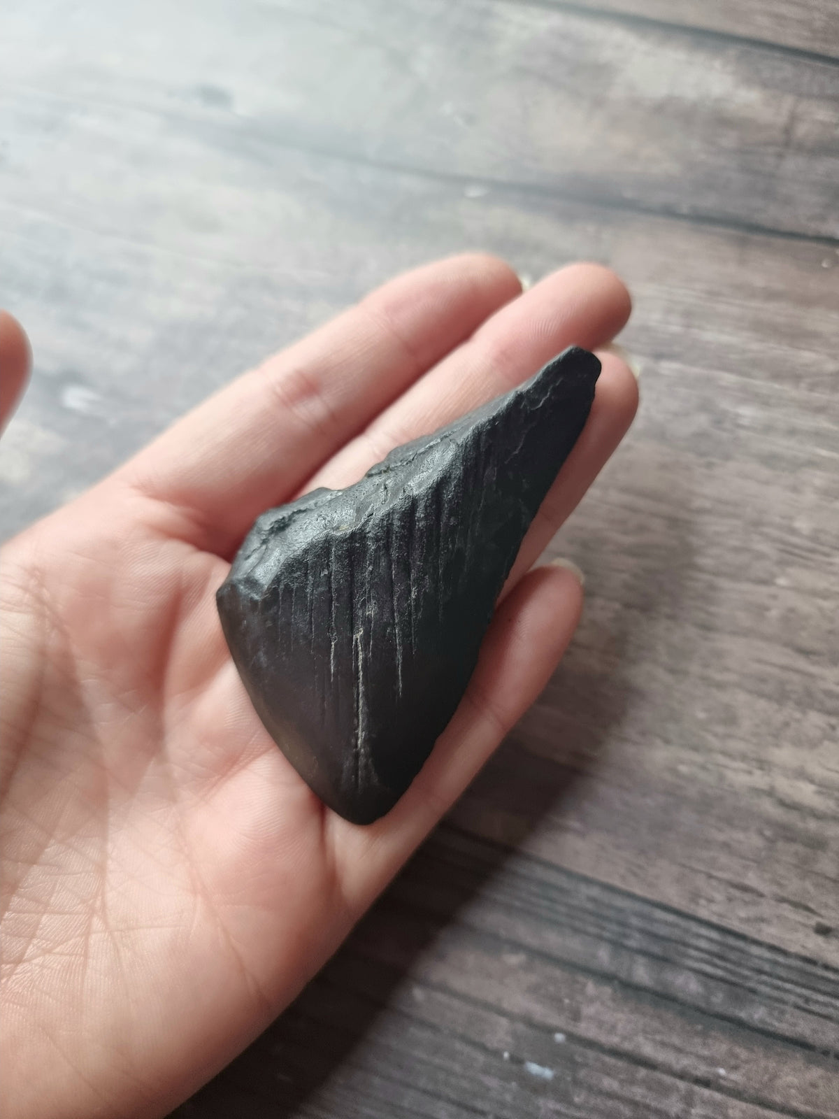 Large Megalodon Tooth Shard #7