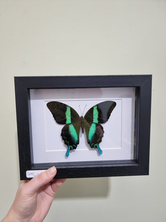 Framed Green Swallowtail Butterfly #1