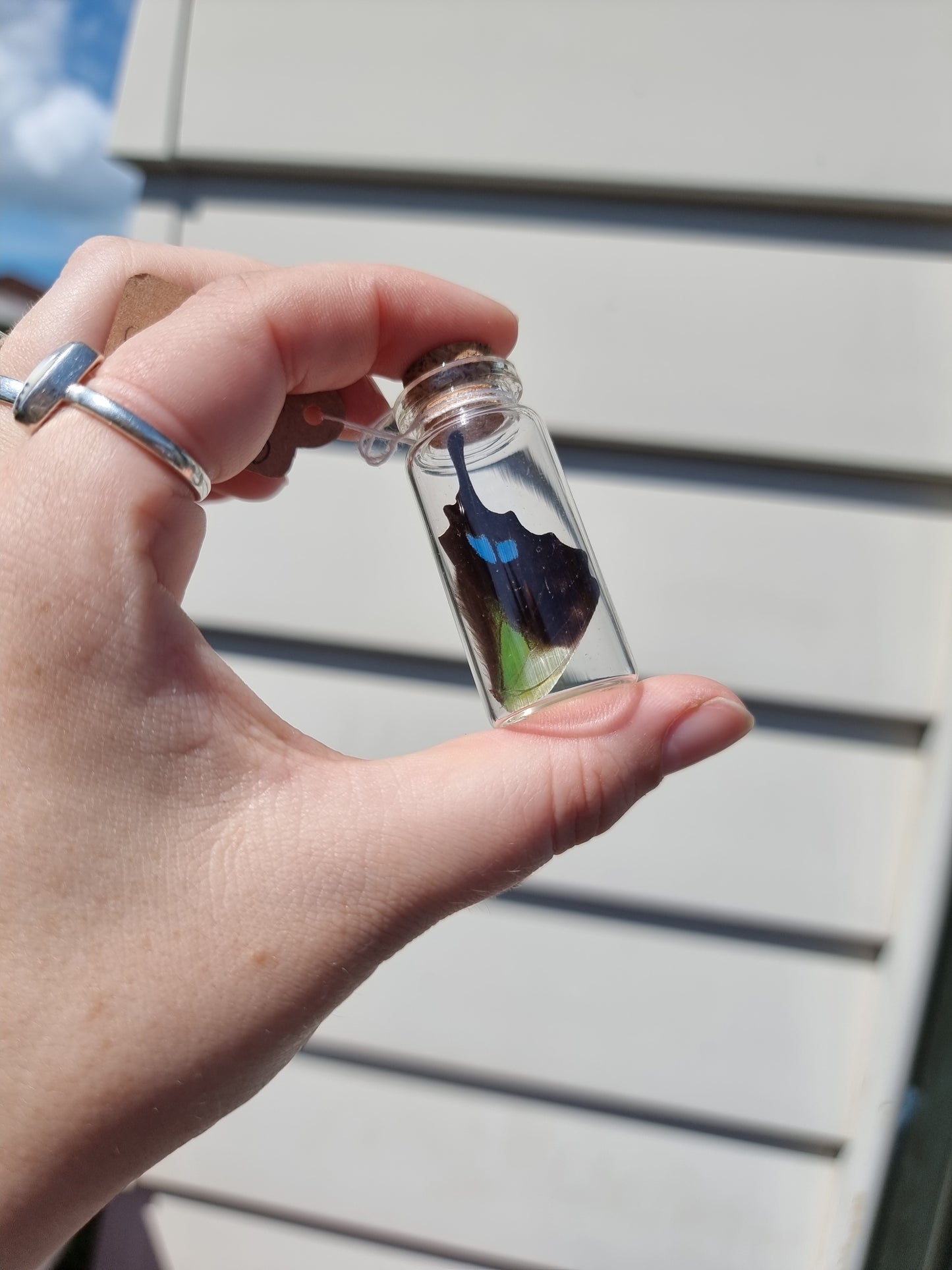 Medium Graphium Weiskei Butterfly Wing Jar