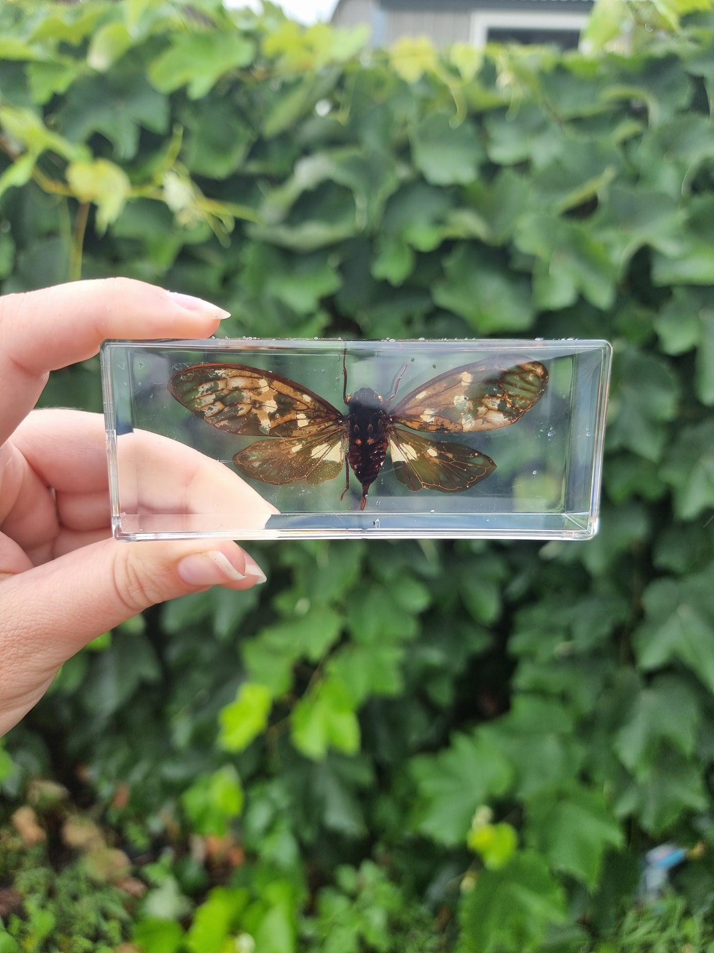 Cicada In Resin