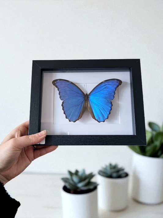 Framed Butterfly #865
