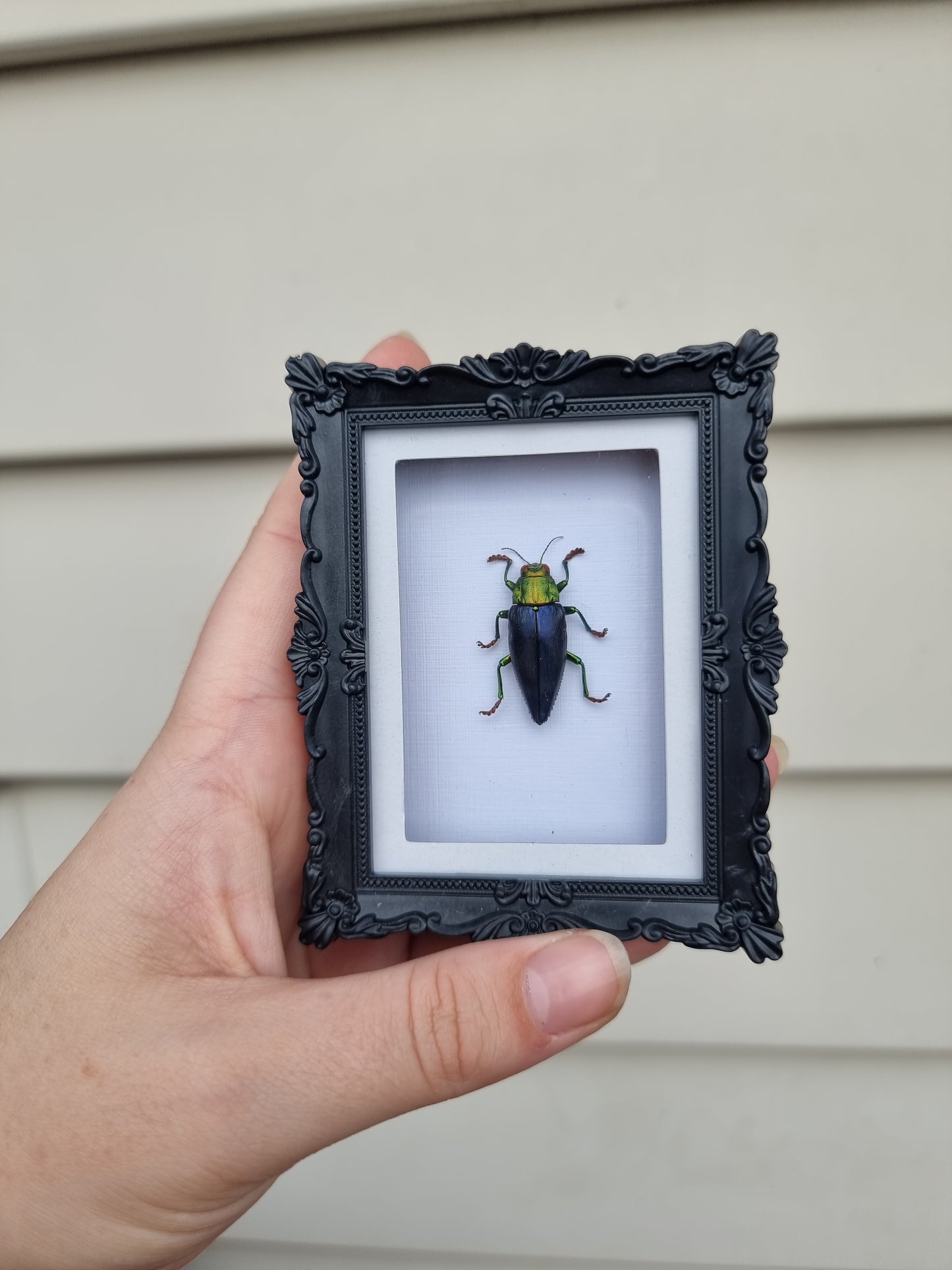 Mini Magnet Frame Jewel Beetle #2