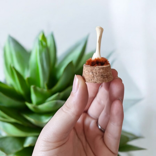 Mini Bone Dome #3