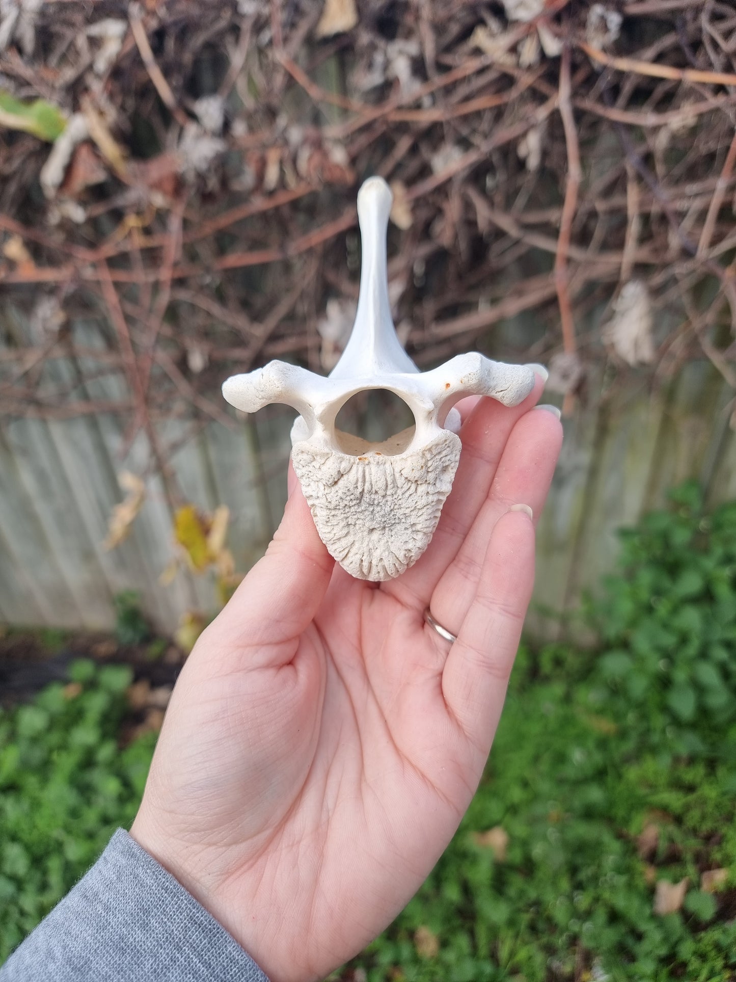 Deer Vertebrae Type 3
