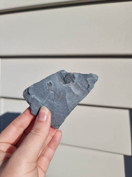 Elrathia King Trilobite Fossil #5