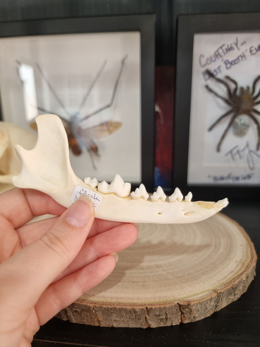 Black Jackal Jaw Without Canine
