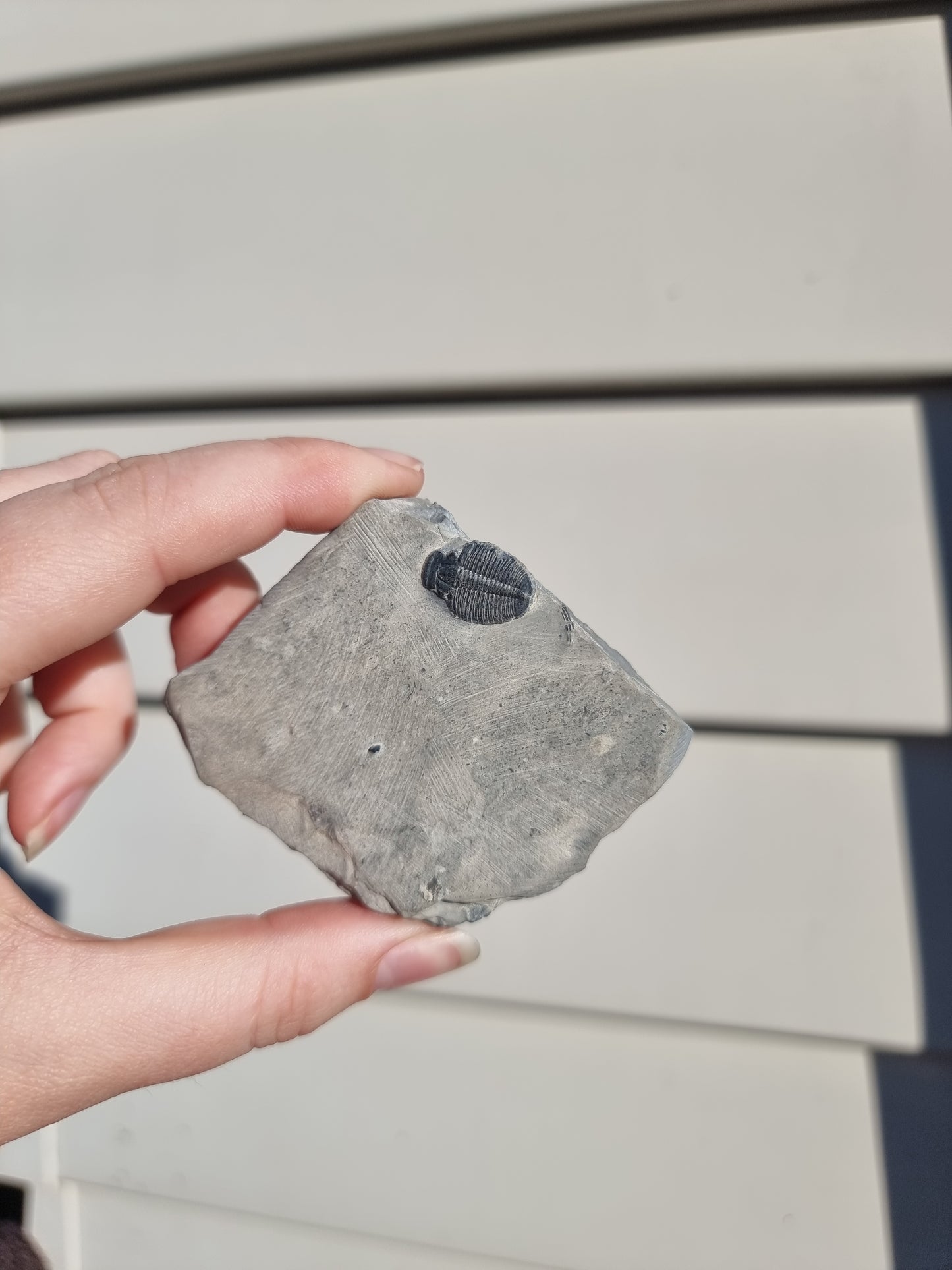 Elrathia King Trilobite Fossil #1