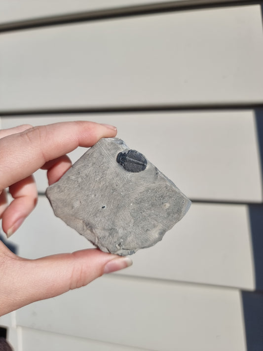 Elrathia King Trilobite Fossil #1