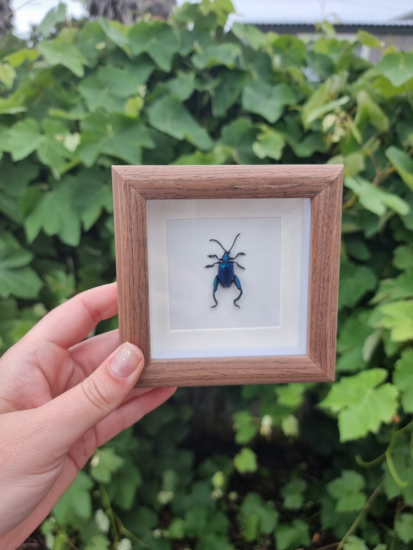 Mini Framed Beetle #77