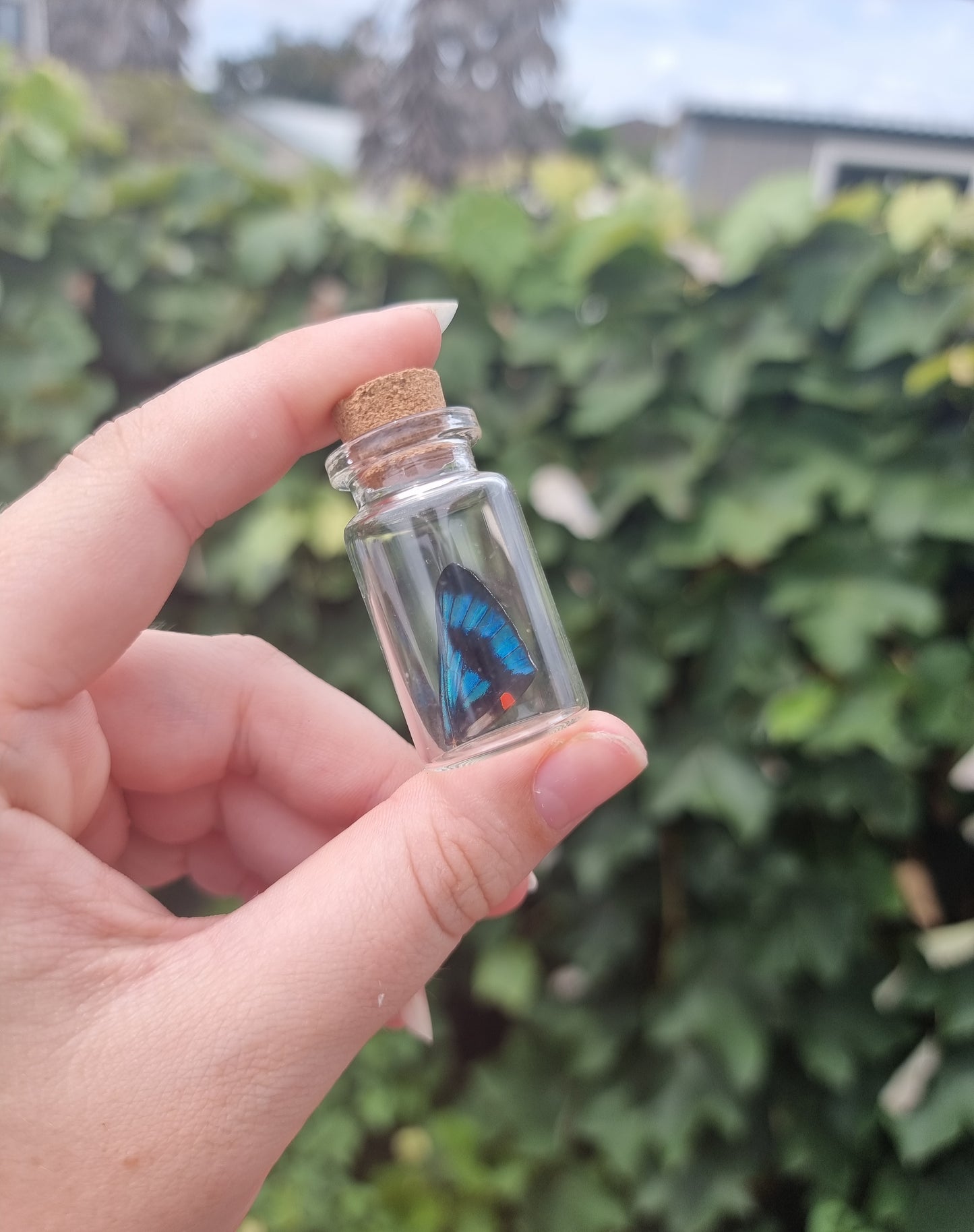 Ancyluris Meliboeus Wing Jar Small