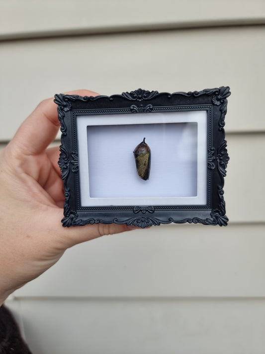 Mini Magnet Frame Failed chrysalis #2