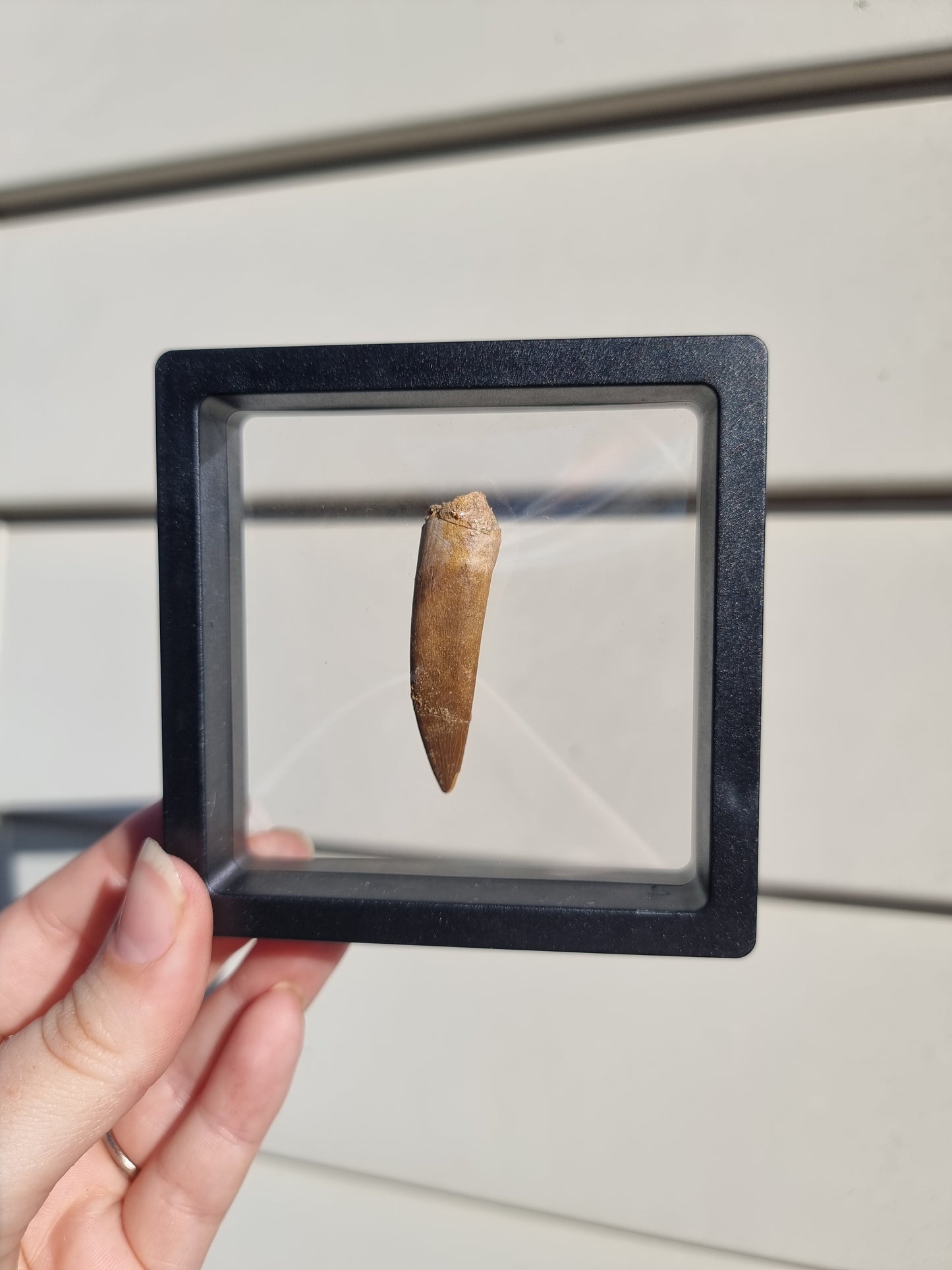 Plesiosaur Tooth #1