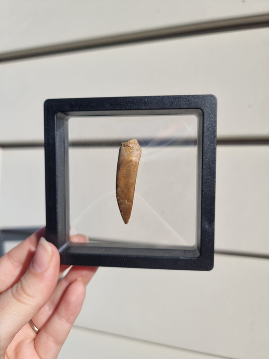 Plesiosaur Tooth #1