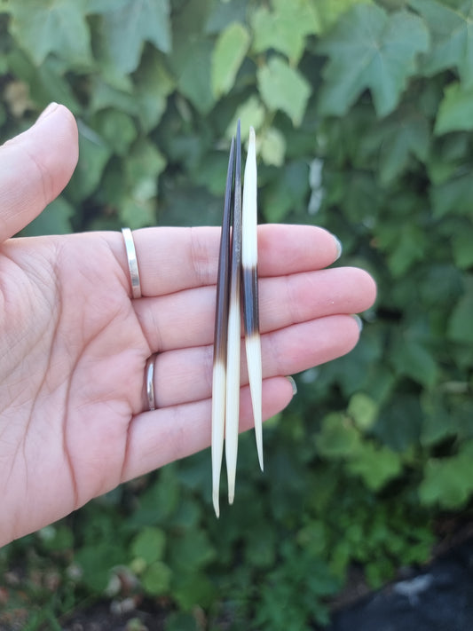 Porcupine Quills