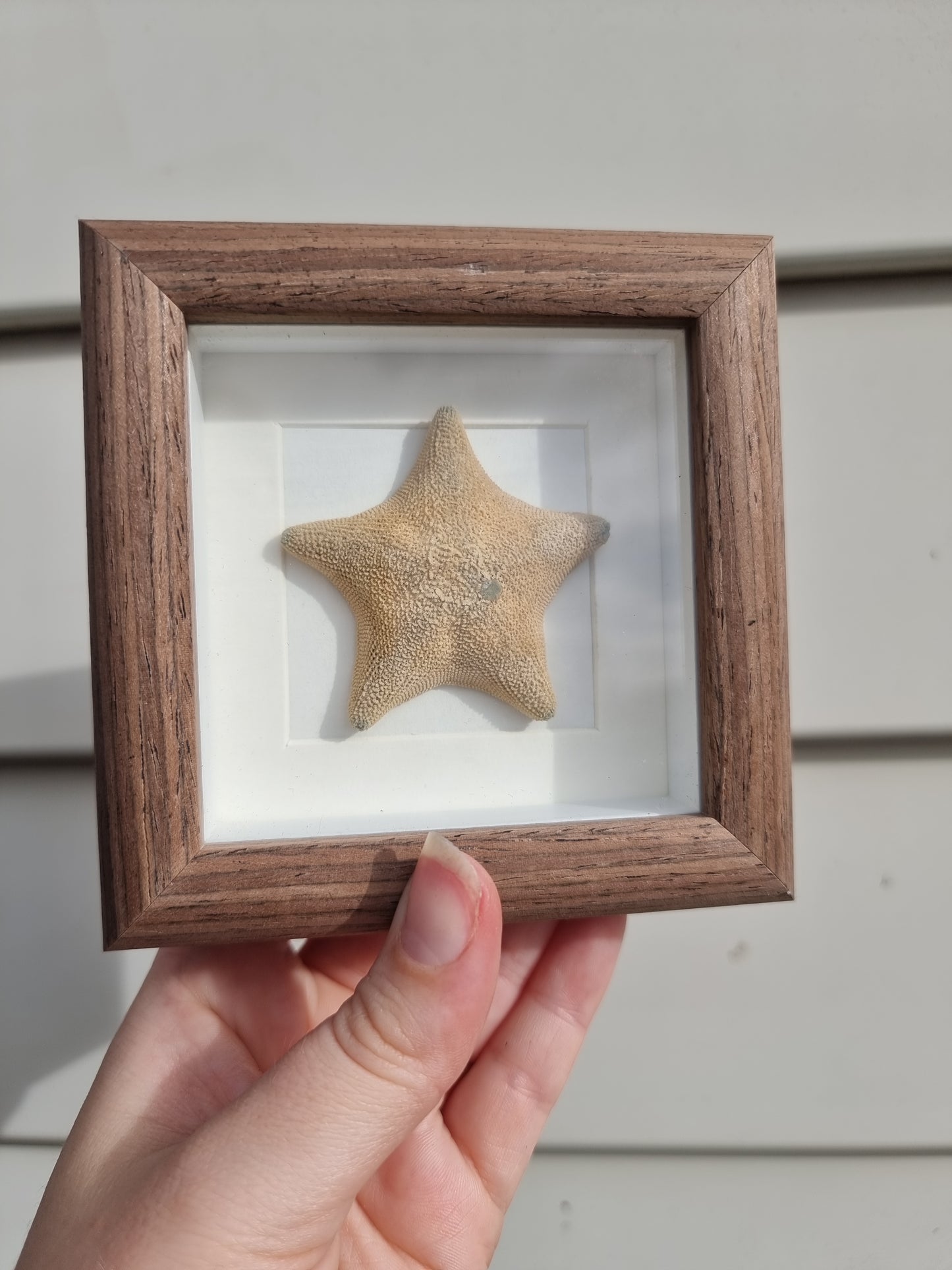 Mini Framed Starfish
