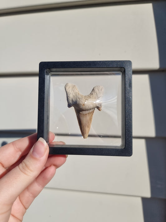 Otodus Fossilized Shark Tooth #8
