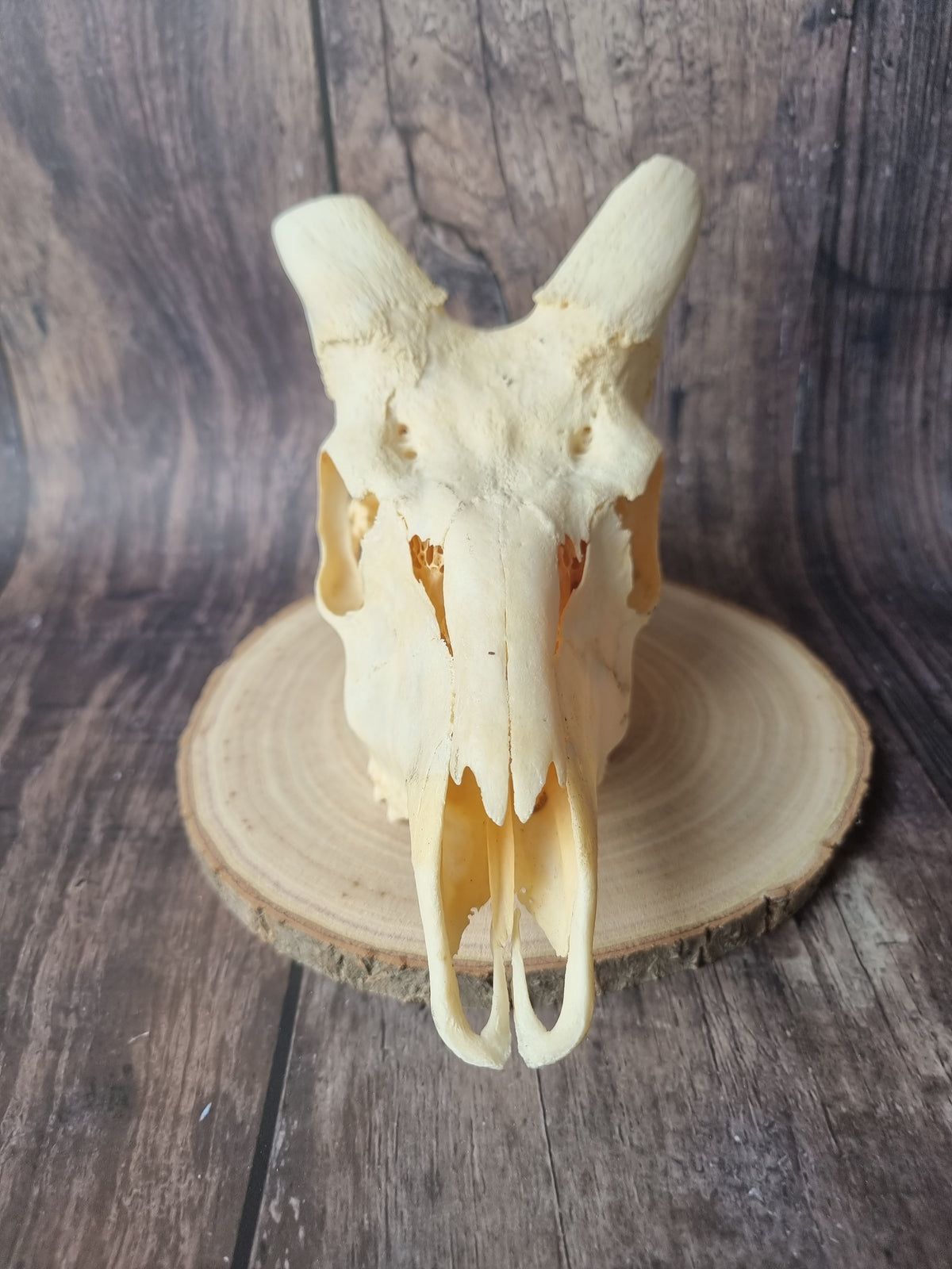 Cape Bushbuck Top Skull #1
