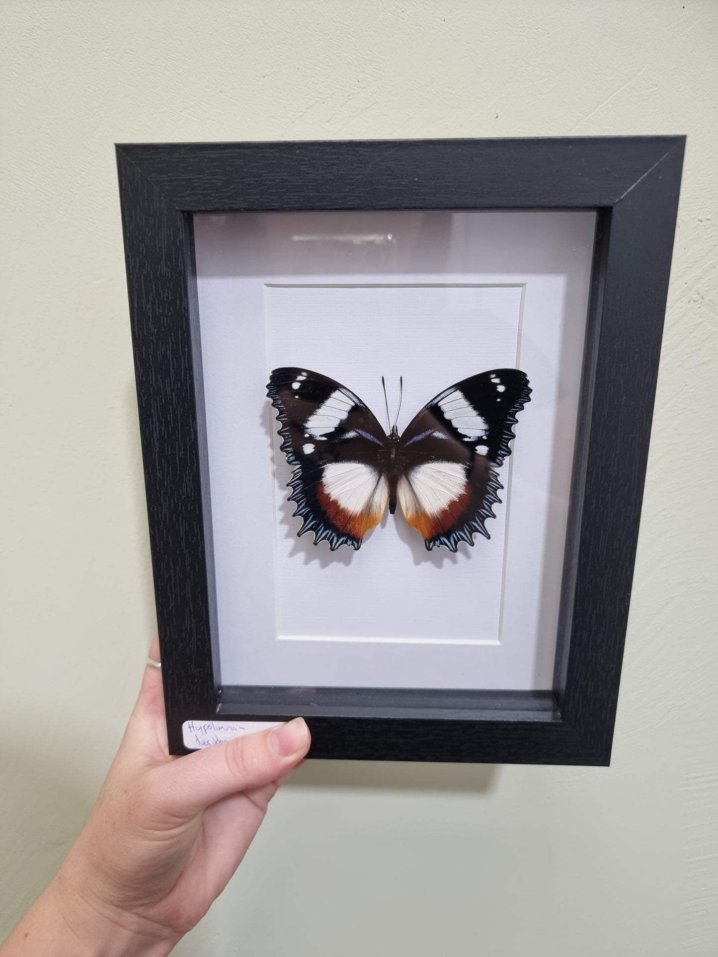 Framed Madagascar Diadem Butterfly
