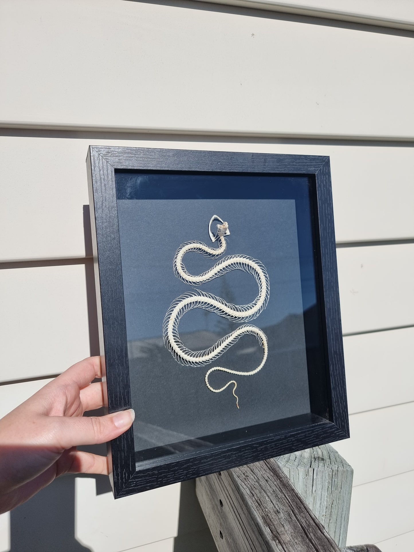Framed White-lipped Pit Viper Snake Skeleton #1