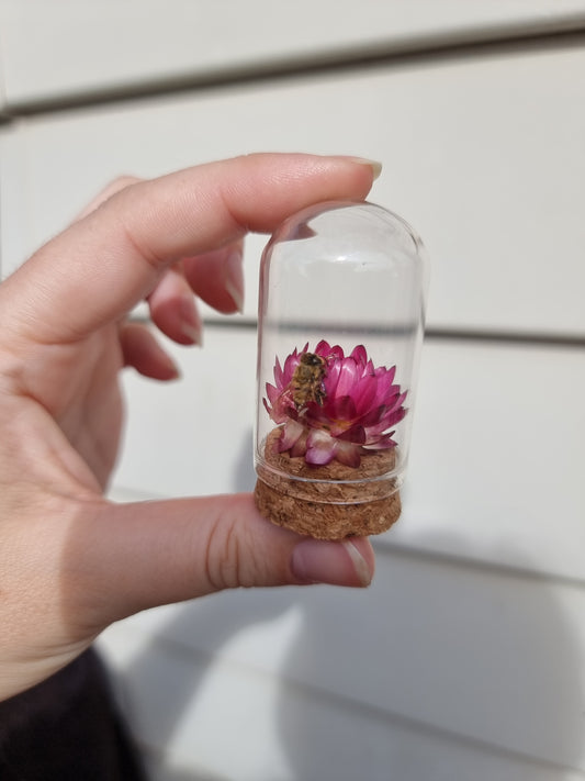 Mini Bee Dome #3