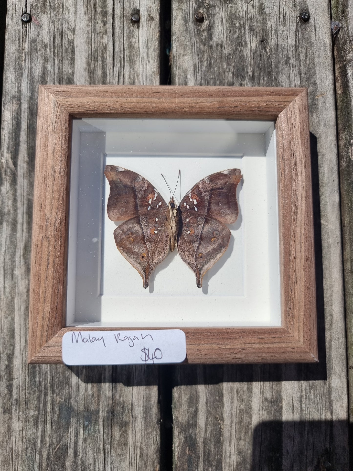 Mini Framed Malay Rajan Butterfly