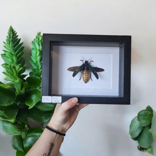 Framed Beetle #44