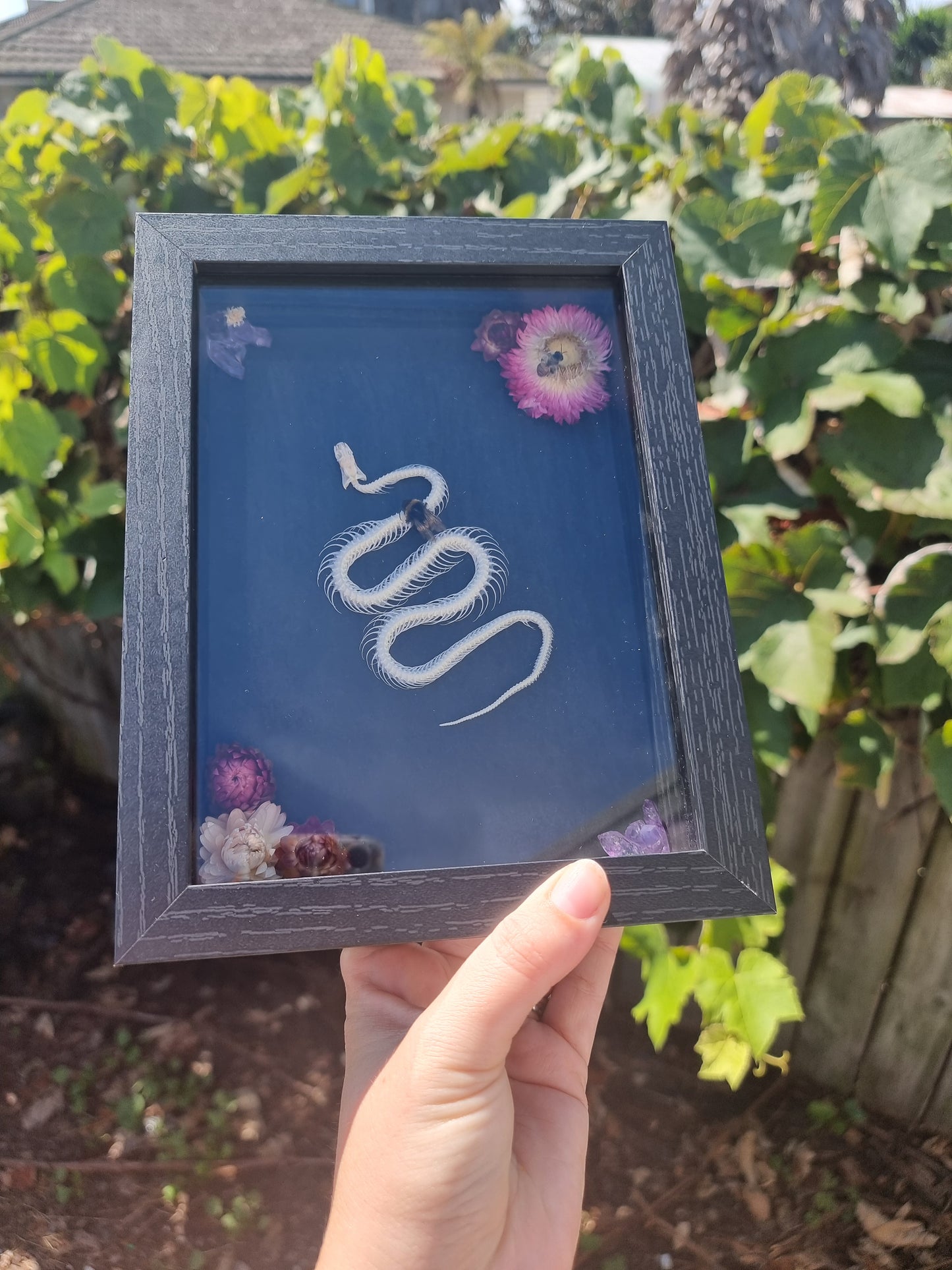 Framed Indonesian Rat Snake Skeleton with Bees and Amethyst