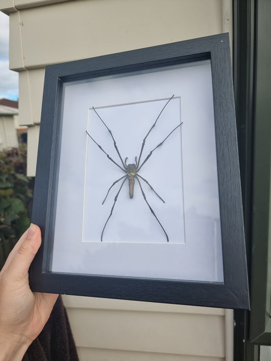 Framed Orb Web Spider #2