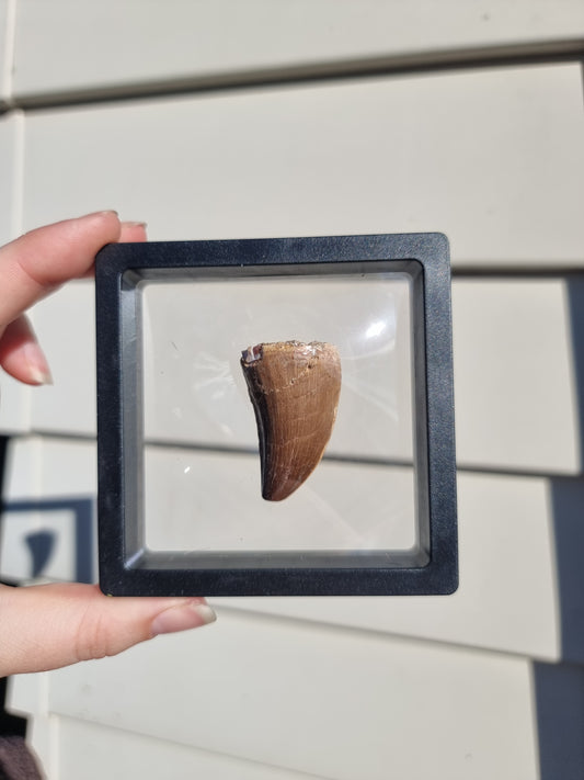 Mososaur Tooth #5