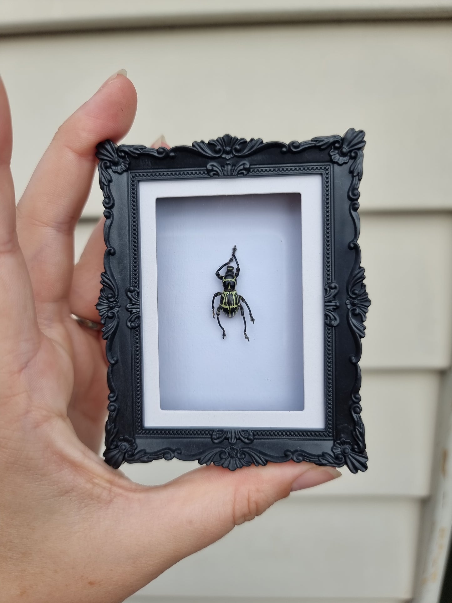 Mini Magnet Frame Dancing Weevil #4