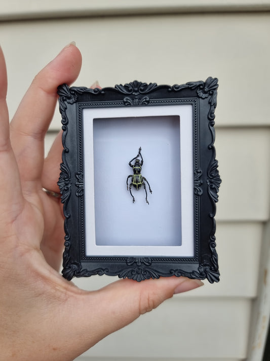 Mini Magnet Frame Dancing Weevil #4