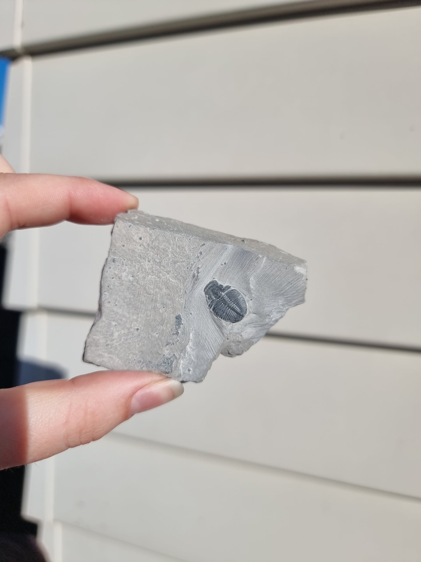 Elrathia King Trilobite Fossil #2