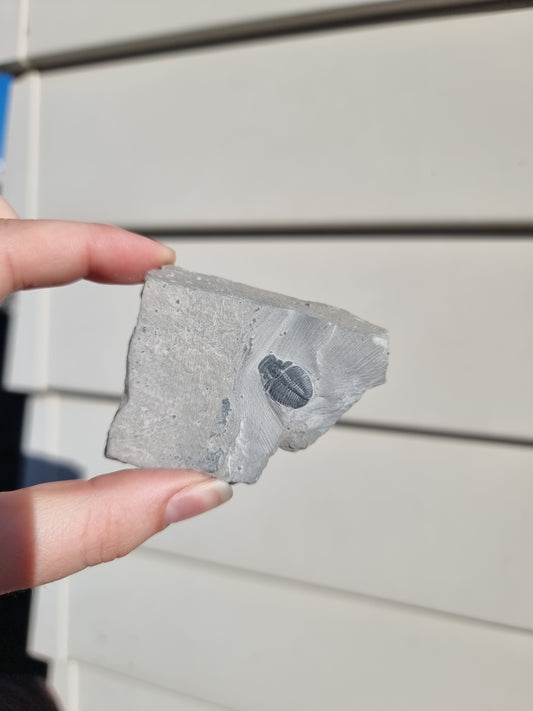 Elrathia King Trilobite Fossil #2