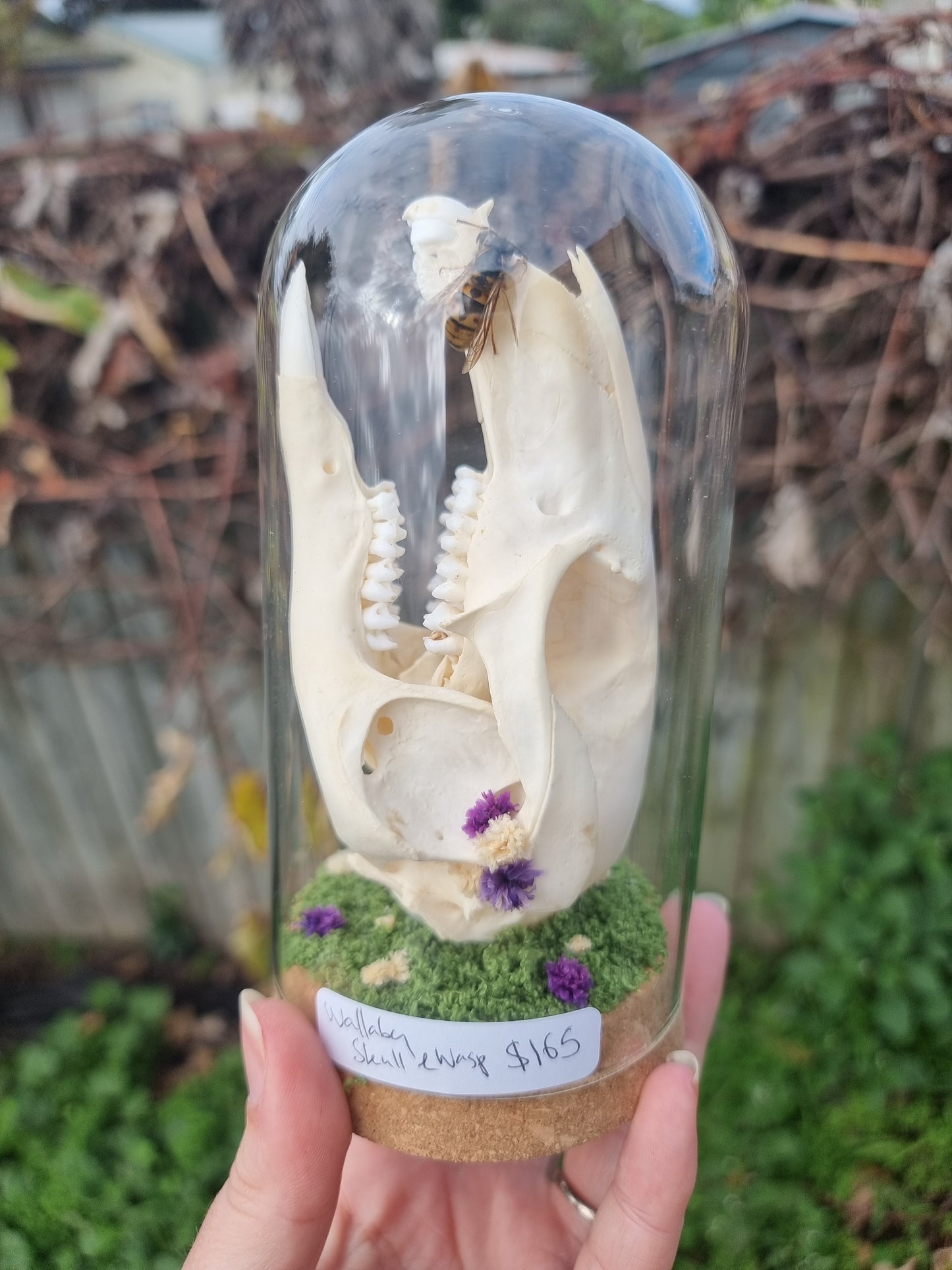 Wallaby Skull Dome with Wasp Dome