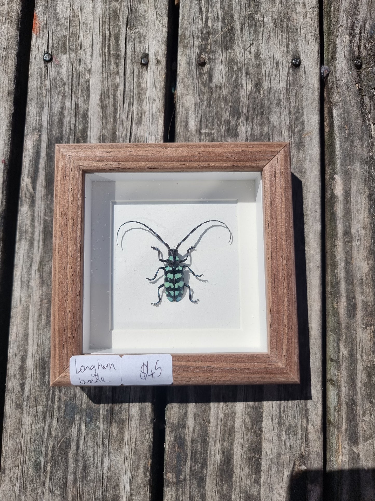 Mini Framed longhorn Beetle