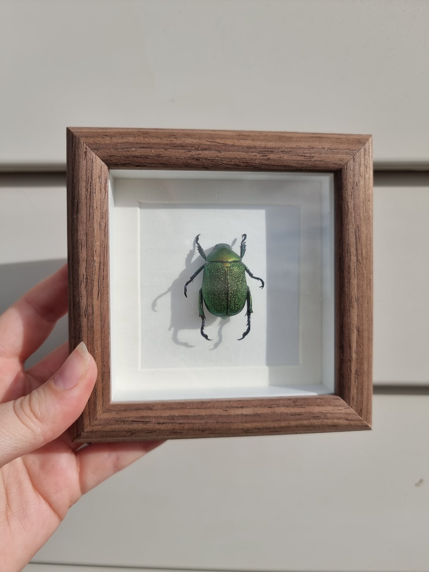 Mini Framed Jewel Beetle